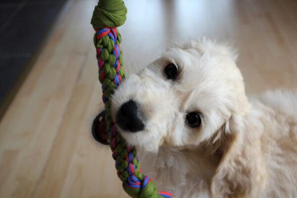 TUTORIAL: Make washable, eco-friendly chew toys for your dog! – This ...